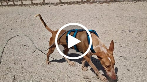 Customer video review of Escape Proof Dog Harness SAFETY Petrol/Brown | AnnyX