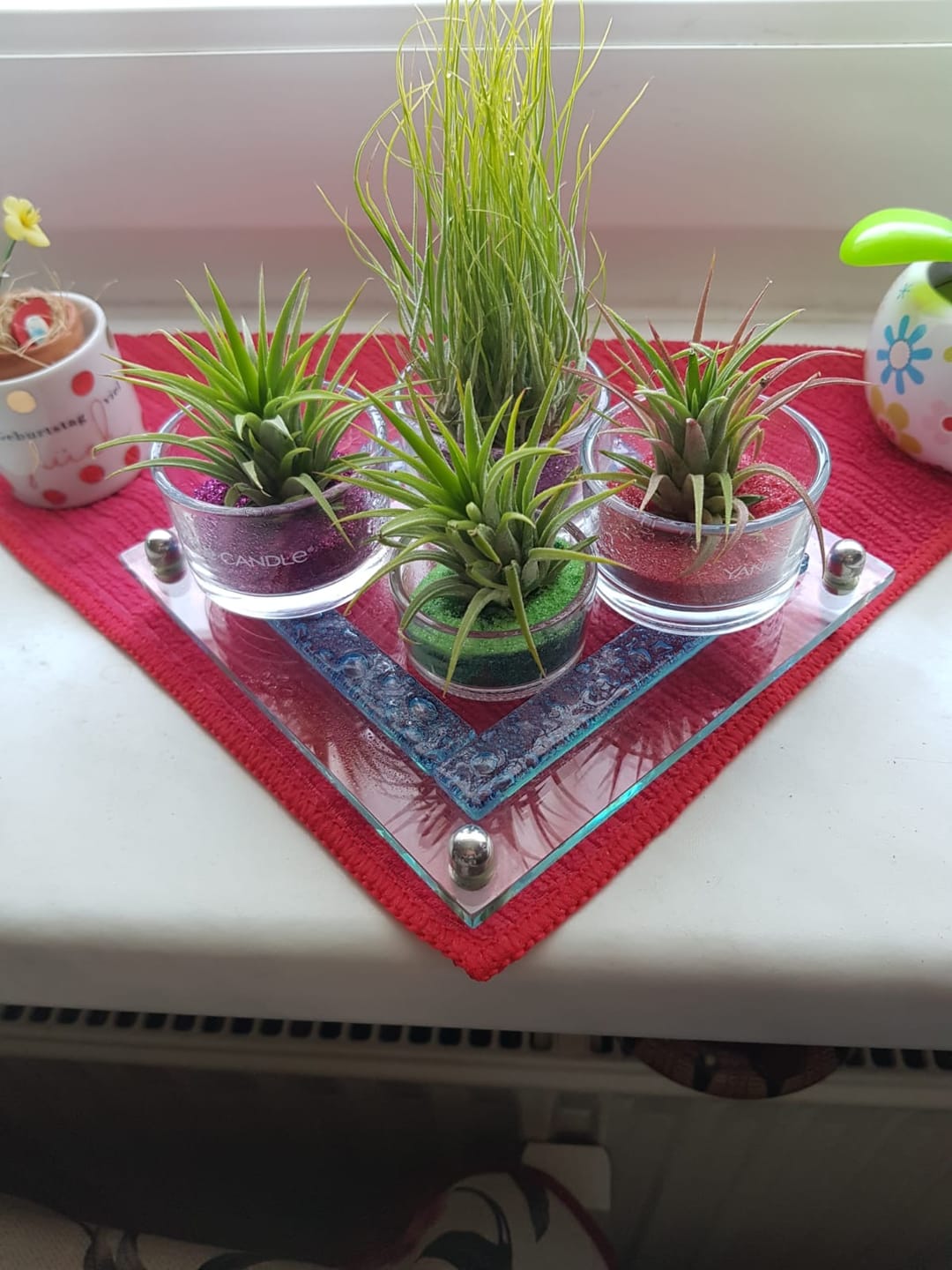 Customer photo review of Tillandsia ionantha 'Red Marble'