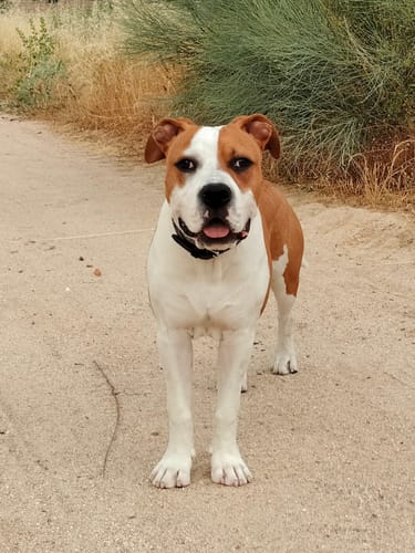 Customer photo review of Grain Free Puppy Salmon & Turkey