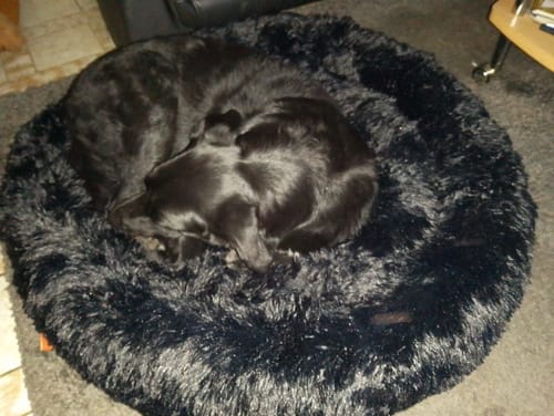 Customer photo review of Belune® Hundebett mit waschbarem Bezug