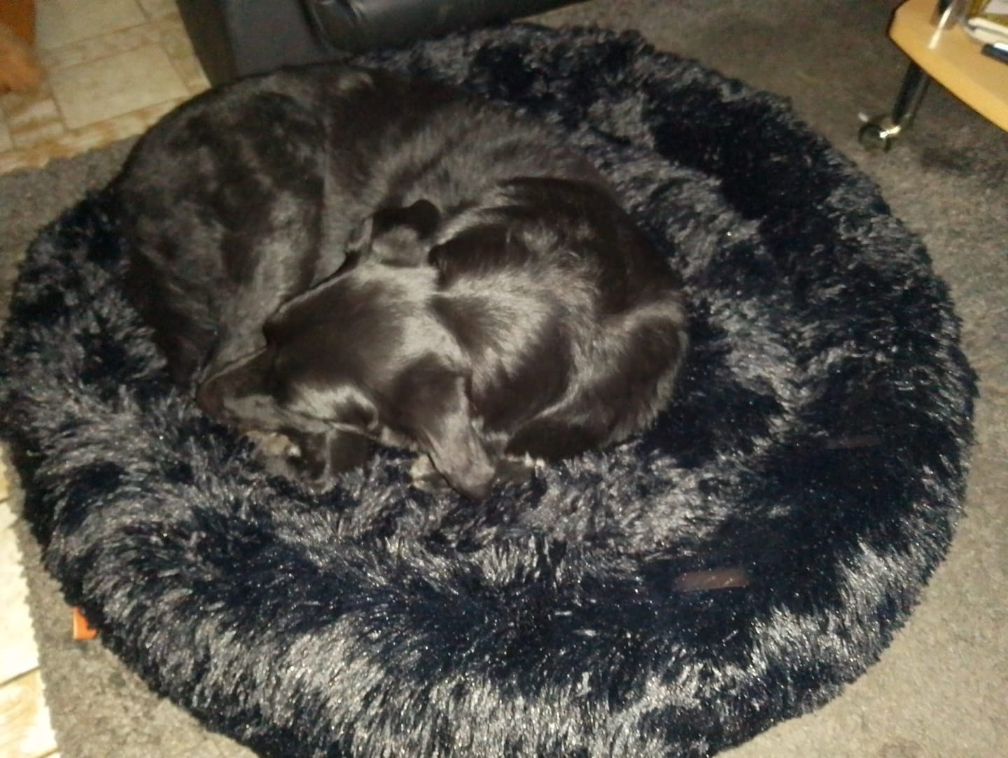 Customer photo review of Belune® Hundebett mit waschbarem Bezug