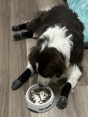 Customer photo review of SteadyPaws - Antislip Honden Gripsokken