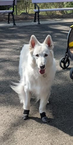Customer photo review of SteadyPaws - Antislip Honden Gripsokken