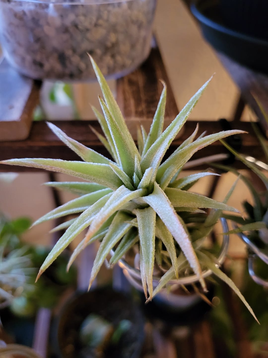 Customer photo review of Tillandsia vanhyningii