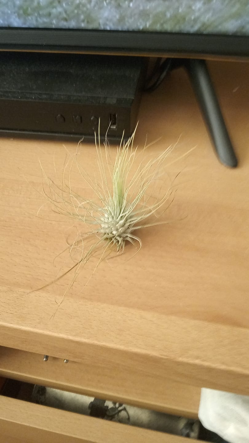 Customer photo review of Tillandsia argentea
