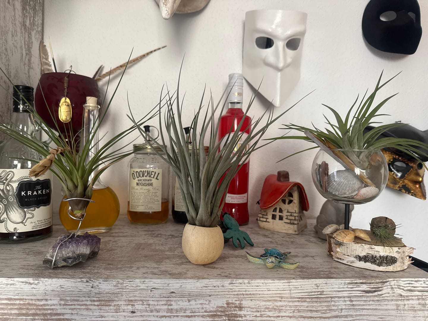 Customer photo review of Tillandsia fasciculata