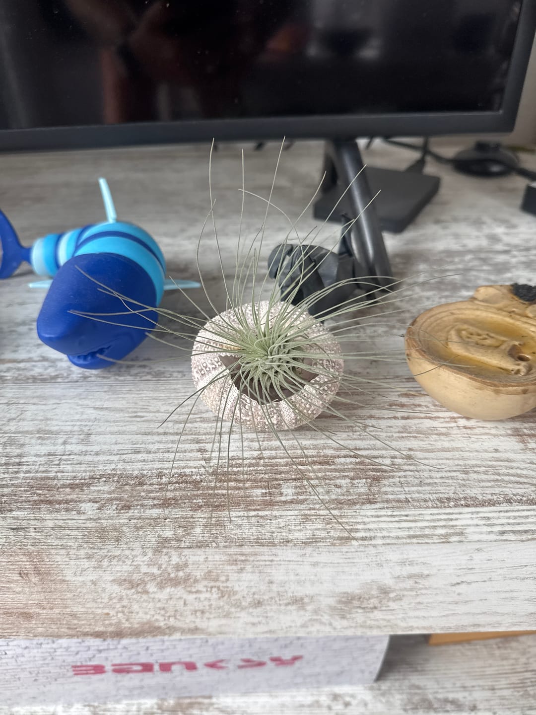 Customer photo review of Tillandsia argentea