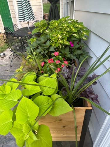 Customer photo review of 18" x 48" Raised Garden Bed - 30" TALL