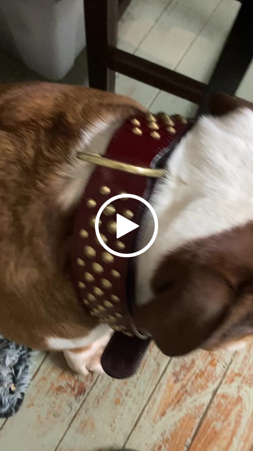 Customer video review of Hand Made Leather Dog Collar - RuffNeck Cherry & Brass (Wide Fit)