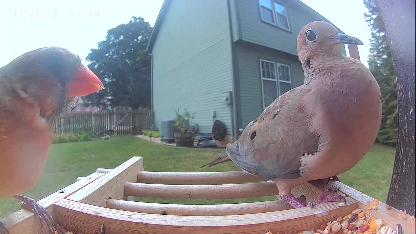 Customer photo review of Birdfy Feeder Bamboo Mini - Bird Feeder With Camera