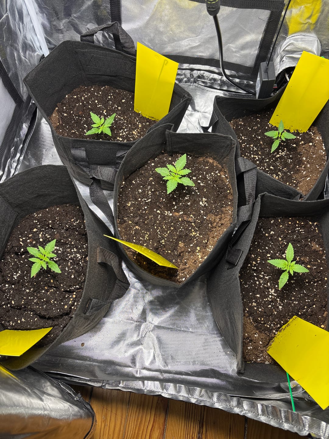 Customer photo review of Cookies Gelato 040 Cannabissamen, Feminisierte Automatic Indica Samen für den Eigenanbau - Cali Genetic