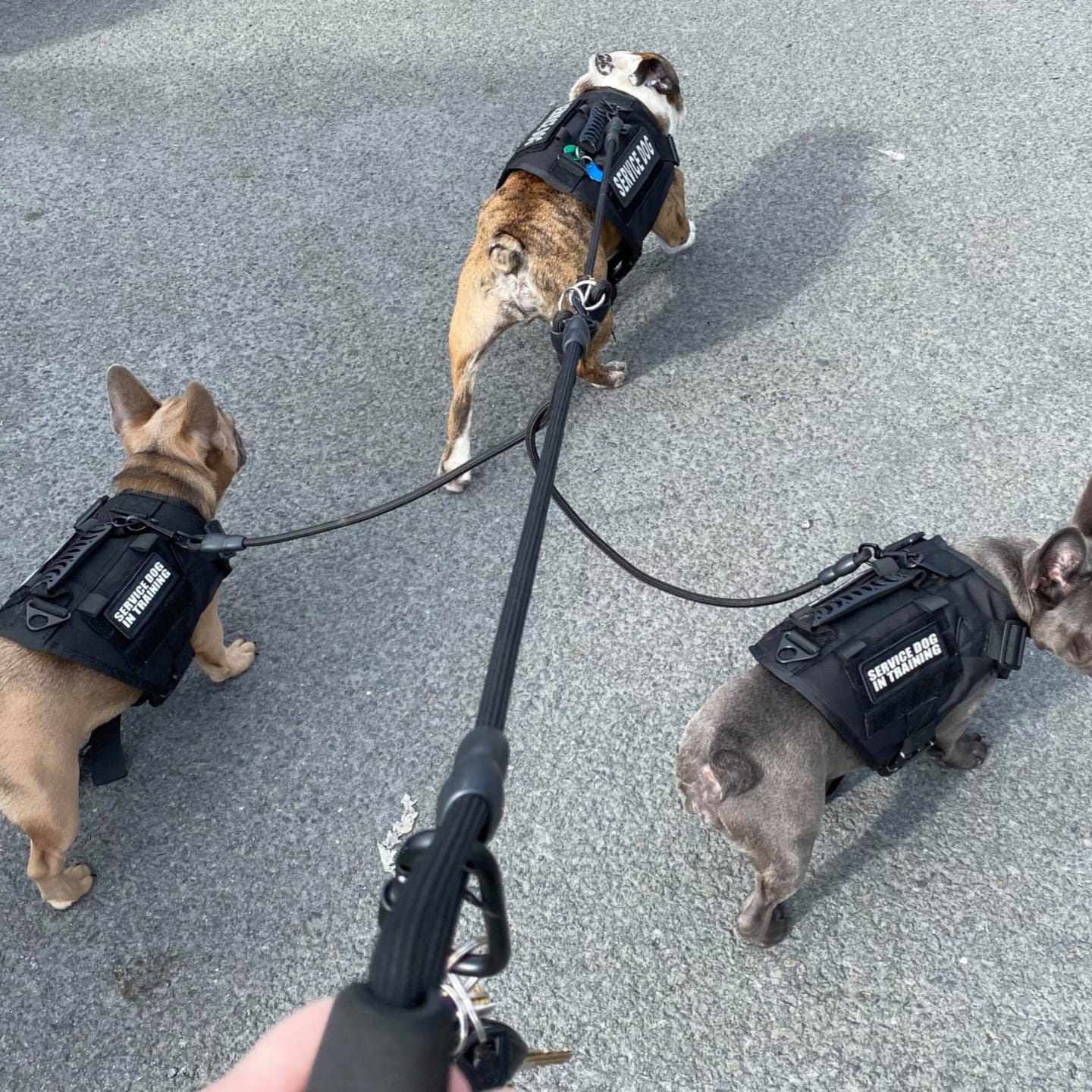 Customer photo review of PawSync - Anti-Knoop Hondenriem