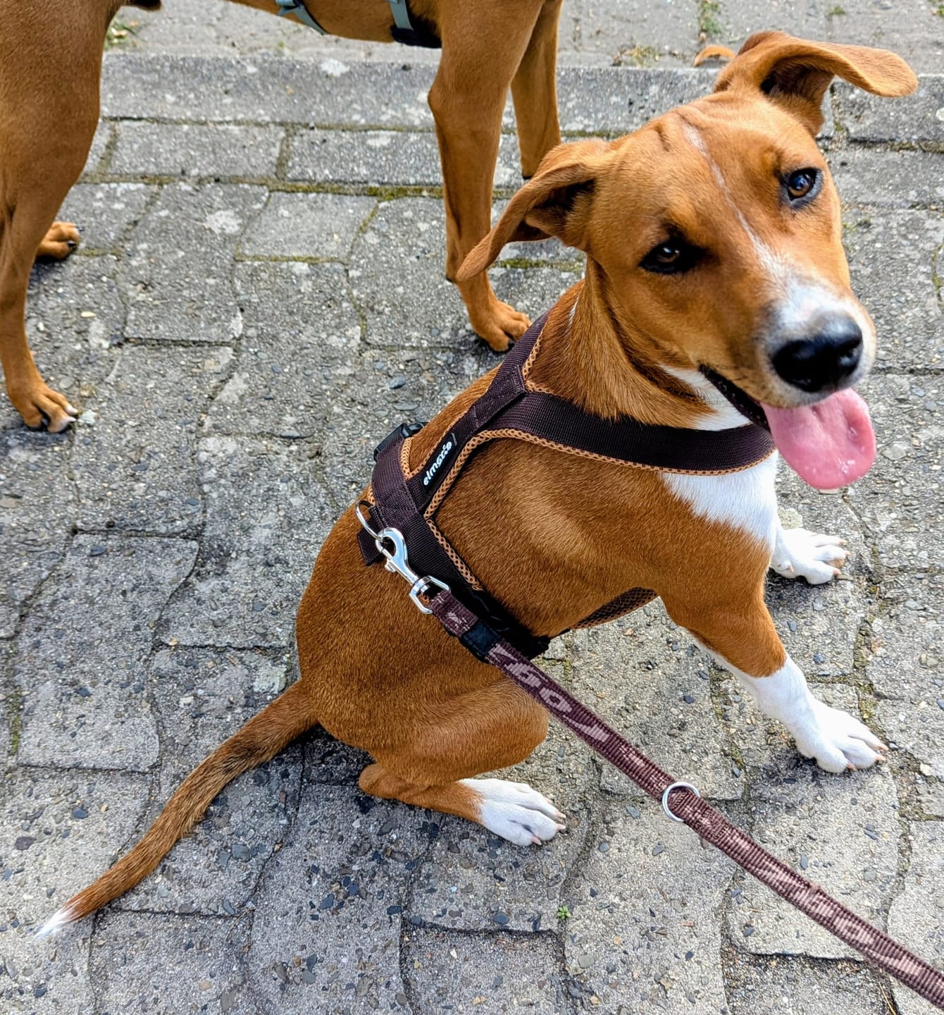 Customer photo review of Windhundgeschirr FUN "Toffee"