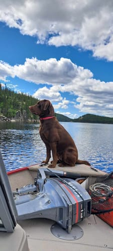 Customer photo review of Inukshuk - Nourriture pour Chien d'entrainement et performant (33lbs)