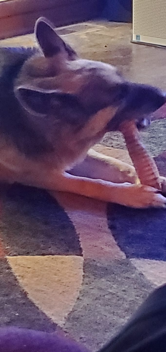 Customer photo review of 12 Inch Beef Trachea