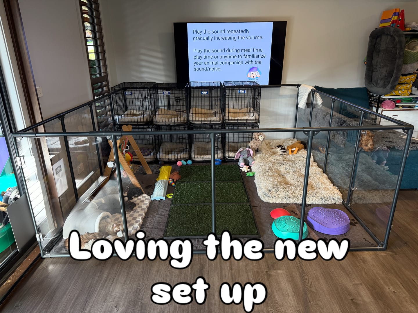 Customer photo review of 36" (91 cm) Tall Large Lucidium Pet Pen.