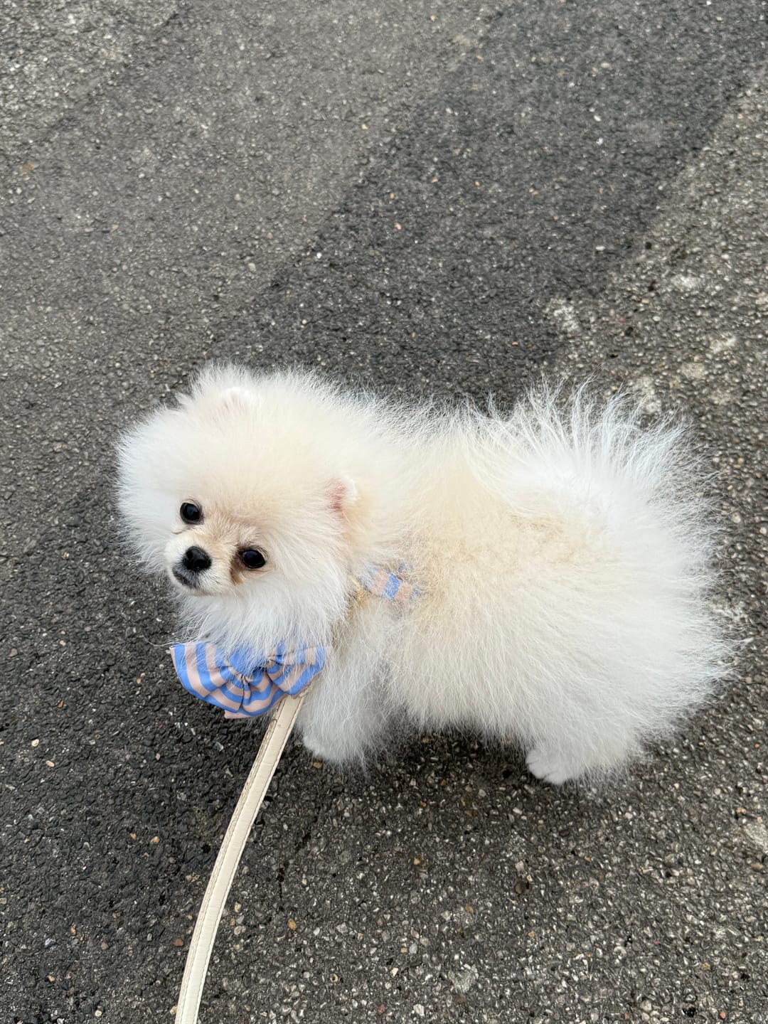 Customer photo review of Sailor Dog Bow Tie Smooth Operator