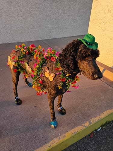 Customer photo review of furMe® AirClipper Blades