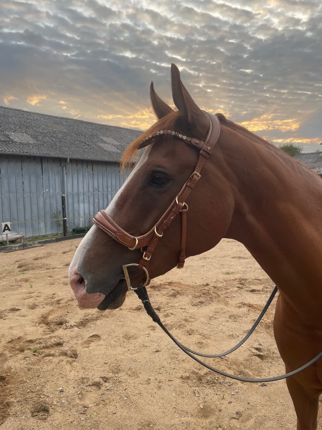 Customer photo review of Spiritandhiscrew X MASEGO bit to bitless Multi bridle