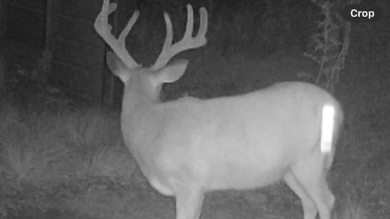 Customer photo review of GardePro A60 Non-Cellular Trail Camera