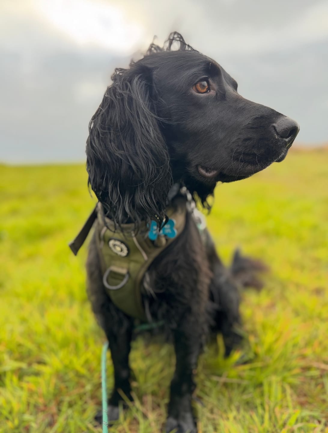 Customer photo review of Trail & Glow® Dog Harness - The Khaki One