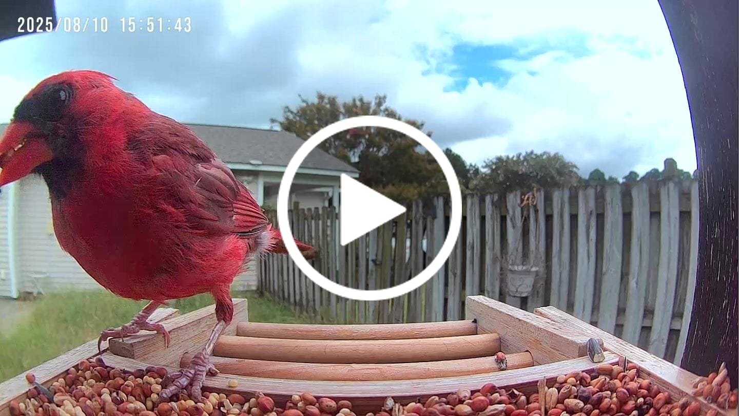 Customer video review of Birdfy Feeder Bamboo Mini - Bird Feeder With Camera