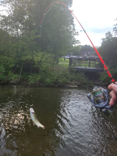 Customer photo review of Custom Power Noodle