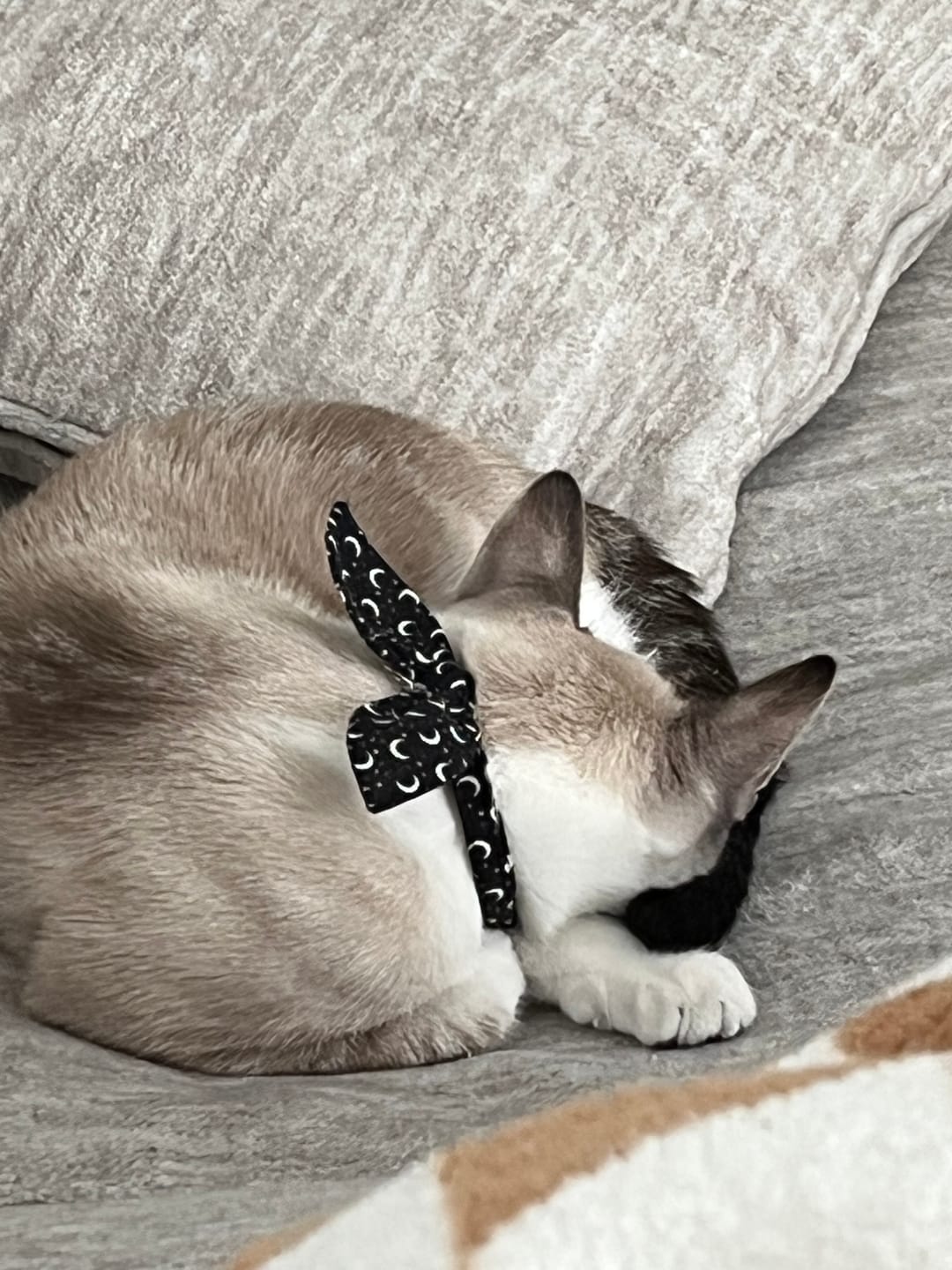 Customer photo review of Black Moon Cat Collar with Charm