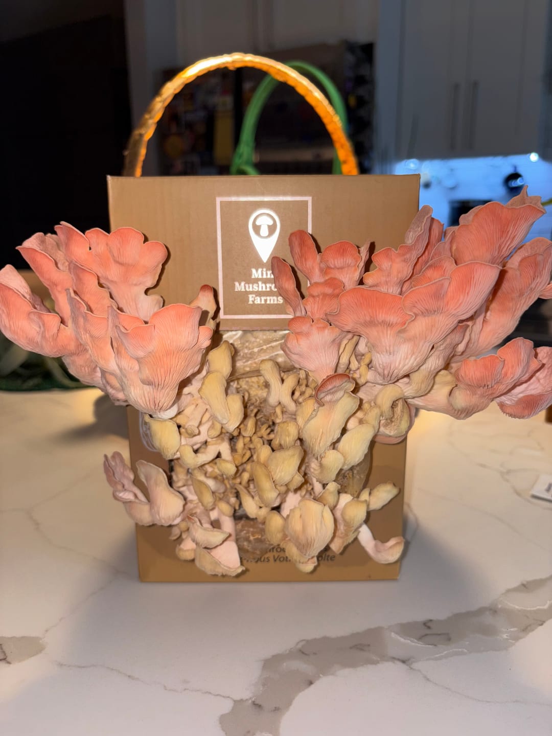 Customer photo review of Essentials Bundle Gift Set + Grow Kit