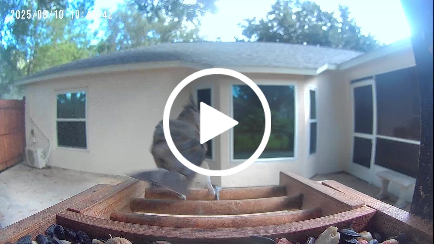 Customer video review of Birdfy Feeder Bamboo Mini - Bird Feeder With Camera