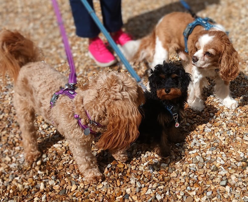 Customer photo review of Dog Duo Pack