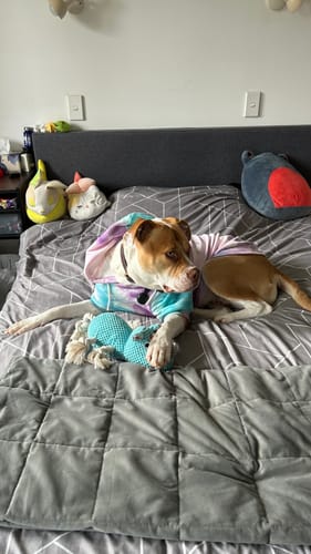 Customer photo review of Velvet Dog Hoodie - 90s Retro
