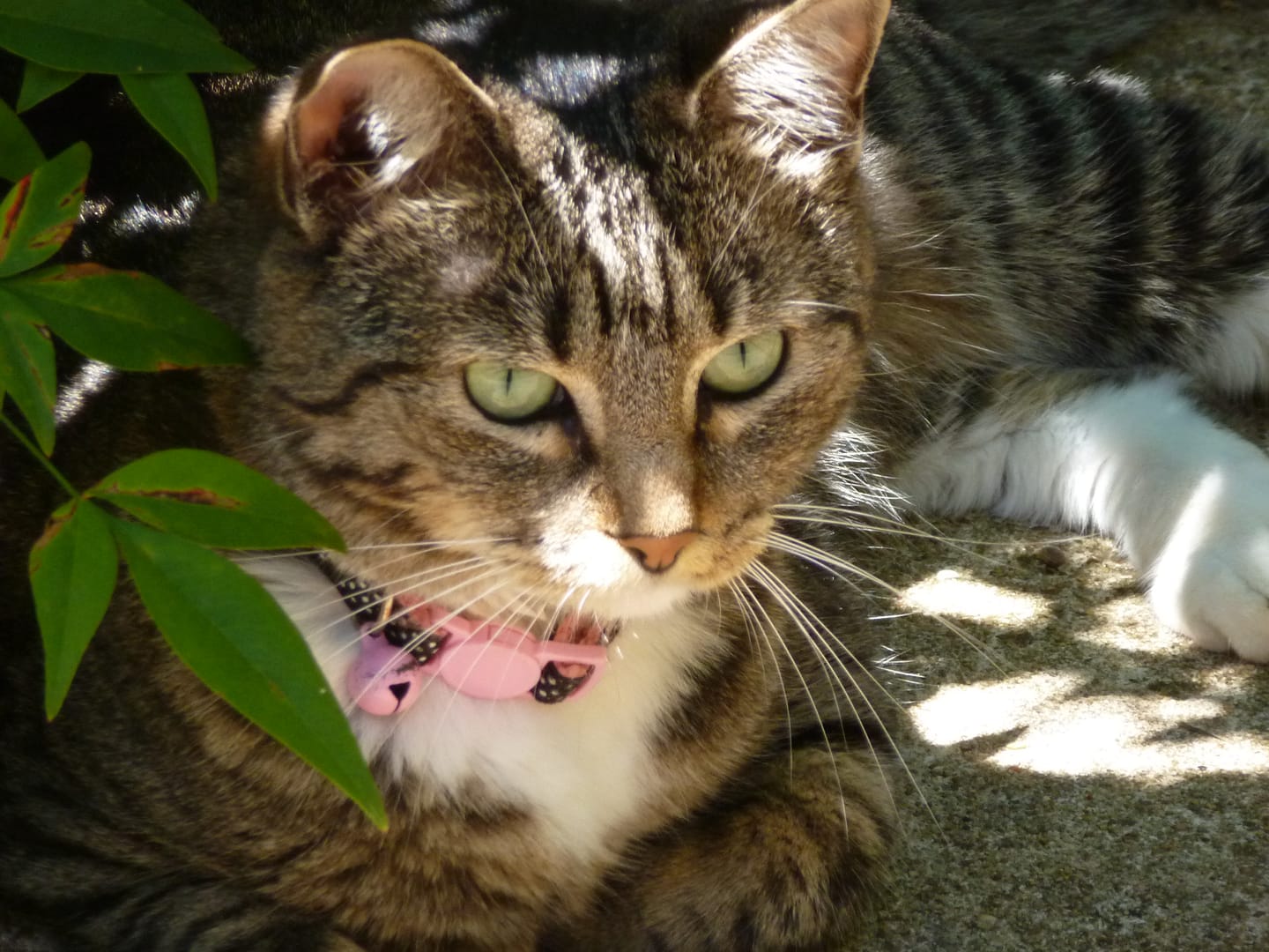 Customer photo review of Cat Dental Care & Bad Breath Remedy