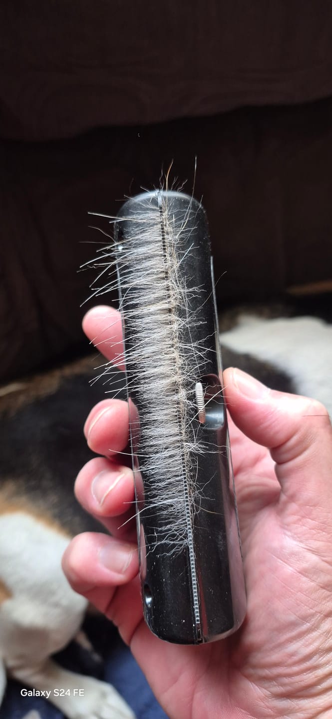 Customer photo review of Dog Deshedding Comb - Dog, Horse & Cat - Black