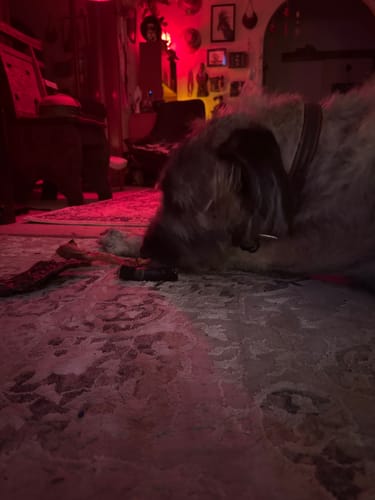 Customer photo review of Beef Nose (Snout) (Fur On or Off)