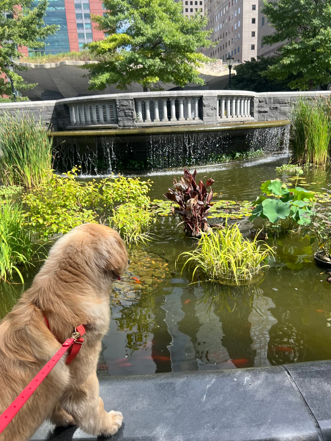 Customer photo review of Moodies 4-in-1 Leash