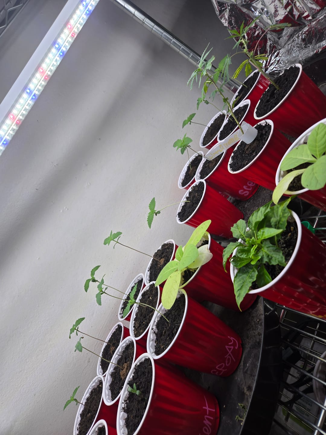 Customer photo review of GRO SEED™