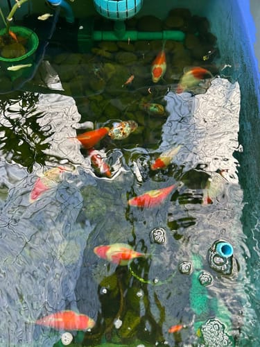 Customer photo review of Tricolor Calico Ranchu Goldfish | Grower Pick