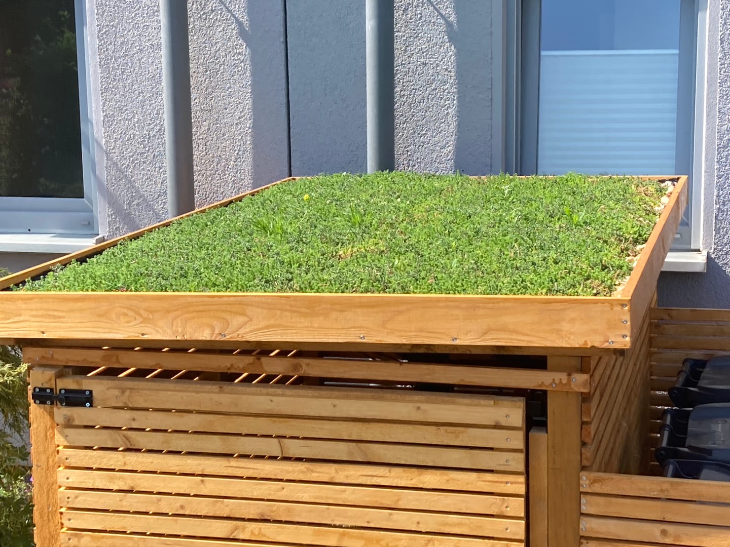 Customer photo review of Sedum-Mix Sedummatten