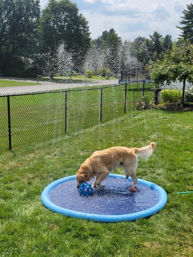 Dog summer splash fun