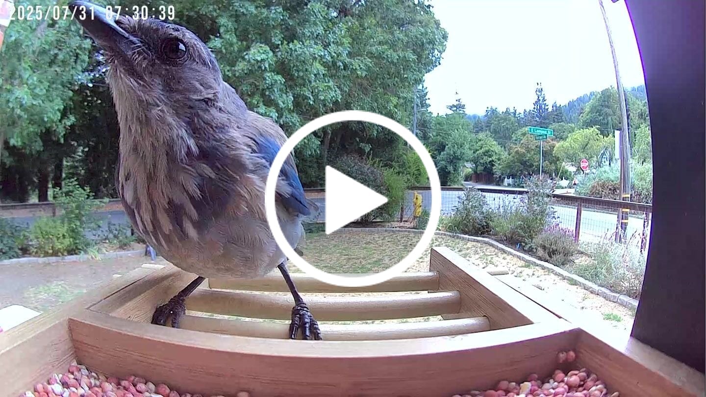 Customer video review of Birdfy Feeder Bamboo Mini - Bird Feeder With Camera