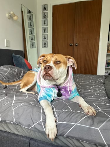 Customer photo review of Velvet Dog Hoodie - 90s Retro