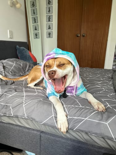 Customer photo review of Velvet Dog Hoodie - 90s Retro