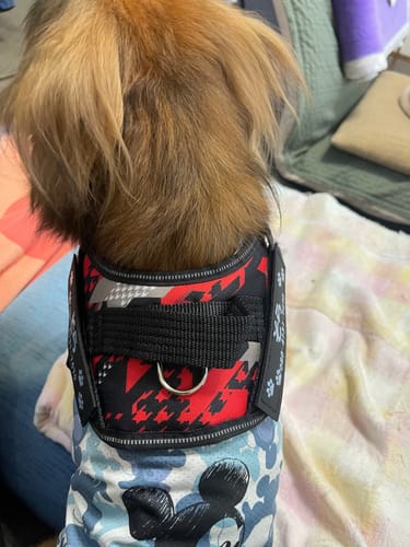 Customer photo review of FunFunPet 高機能ハーネス（お名前タグ作成サービス付き）