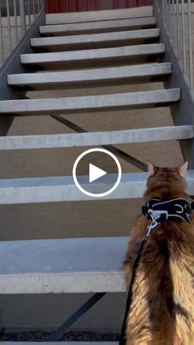 Customer video review of Explorer Harness | Less boredom. More discovery. A better life for your indoor cat.