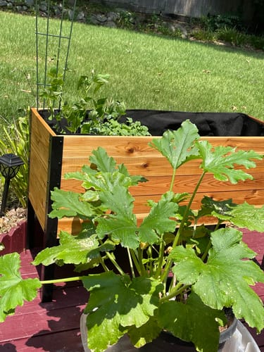 Customer photo review of 18" x 48" Raised Garden Bed - 30" TALL