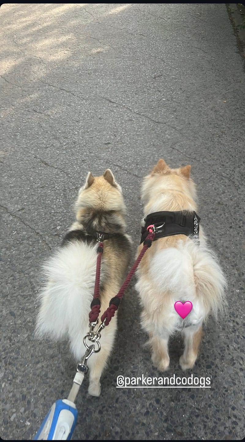 Customer photo review of Cotton Rope Multi-Dog Leash Connector