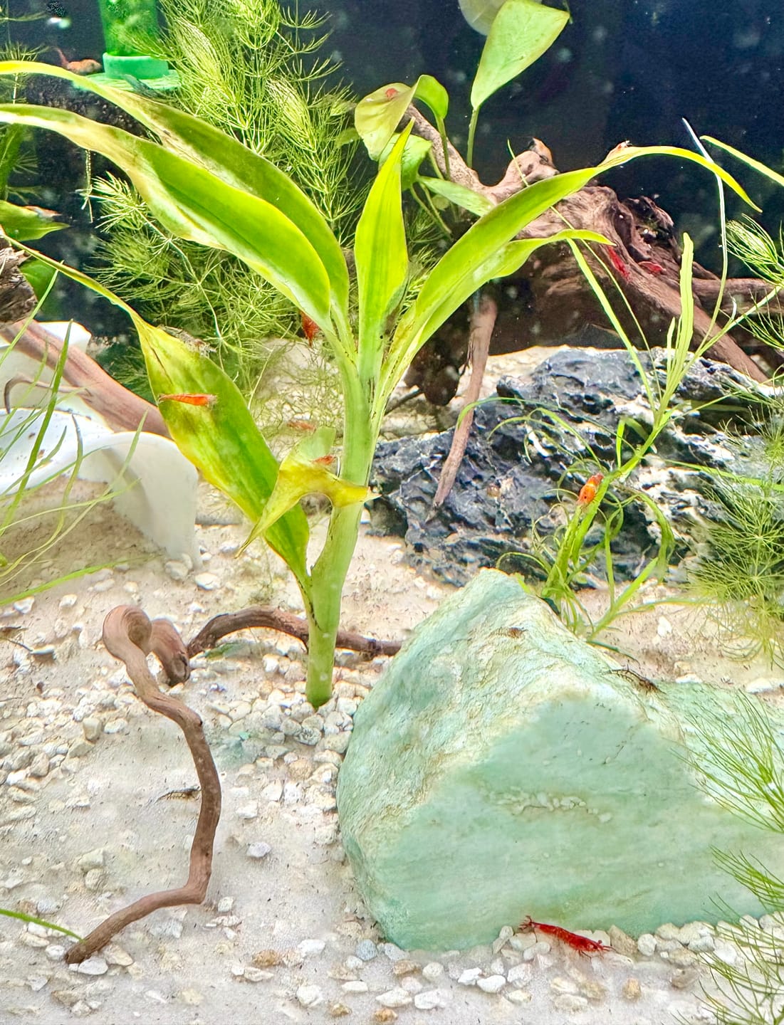 Customer photo review of Orange Rili Shrimp