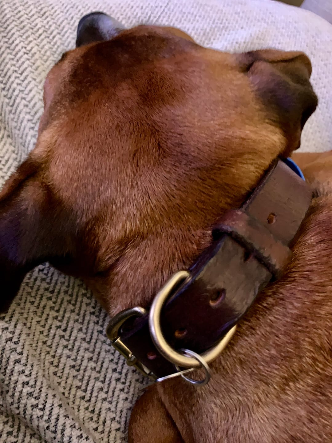 Customer photo review of Dog Collar