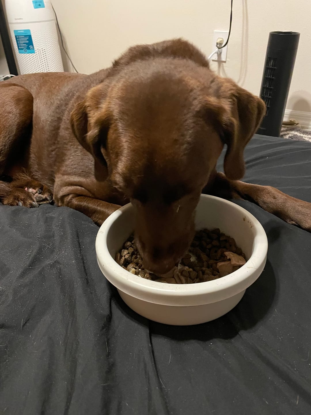 Customer photo review of Golden Gravy